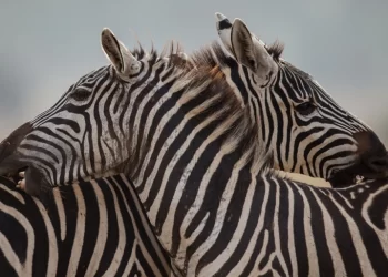 علماء يكتشفون سر خطوط الحمار الوحشي