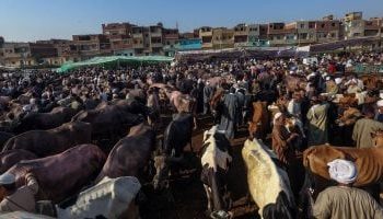 وزارة التموين المصرية: وصول 5 آلاف رأس ماشية من جيبوتى استعدادا لشهر رمضان