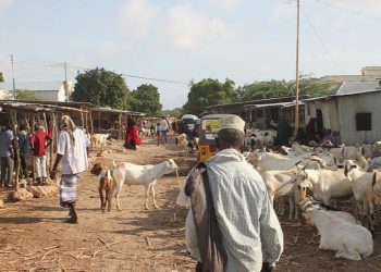 وفرة الماشية في الصومال لا تحد من سعر الأضحية