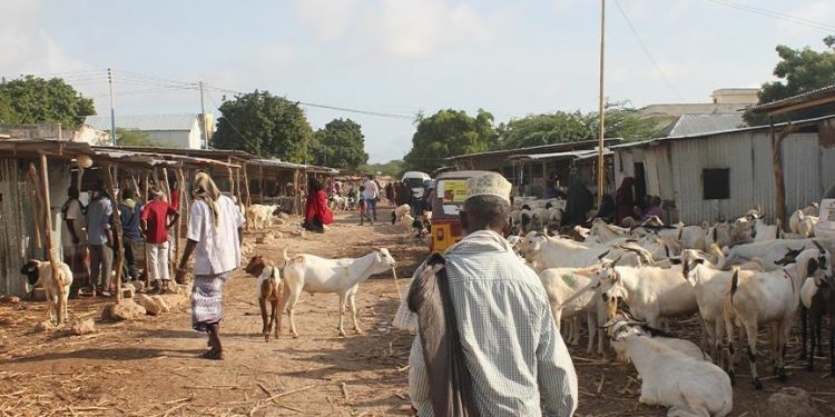 وفرة الماشية في الصومال لا تحد من سعر الأضحية