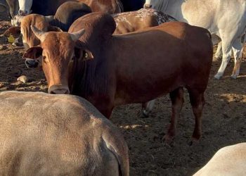 مصر تعلن عن صول أول شحنة ماشية من الصومال ضمن برنامج تحقيق الأمن الغذائي