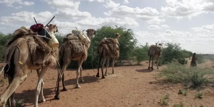 الصومال تدعم رعاة الماشية بتعويضات مالية بعد الجفاف